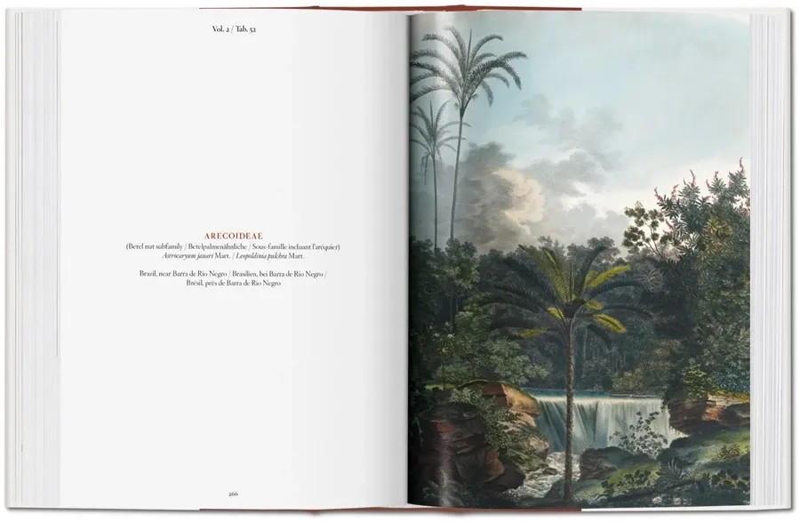 obrazek 6 Książka Martius. Księga Palm - Taschen