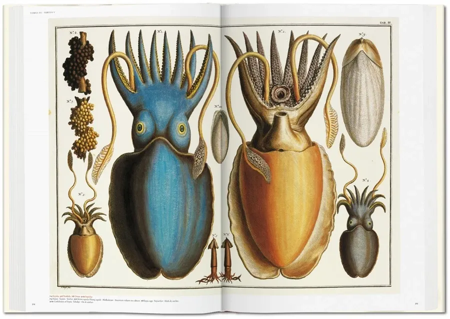 obrazek 10 Książka Albertus Seba. Cabinet of Natural Curiosities - Taschen