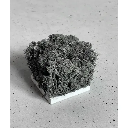 Zdjęcie Wzornik Chrobotek, mech reniferowy islandzki (011 czarny) - basic