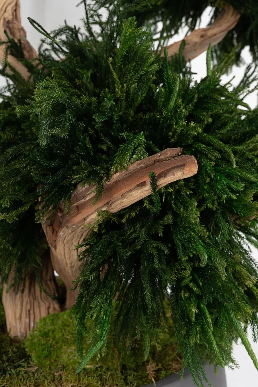 obrazek 5 Stabilizowane drzewko Bonsai Lycopodium