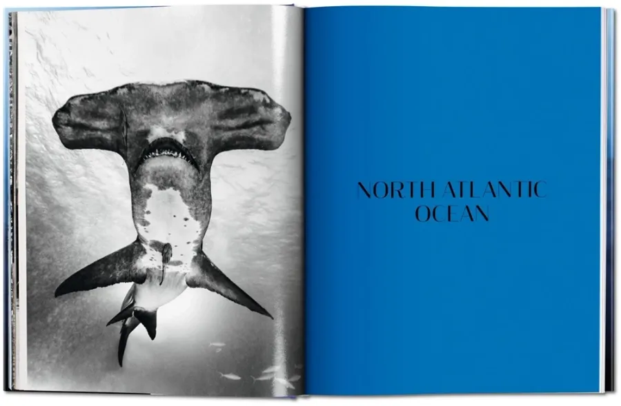 obrazek 5 Książka Michael Muller. Sharks. Face-to-Face with the Ocean’s Endangered Predator - Taschen