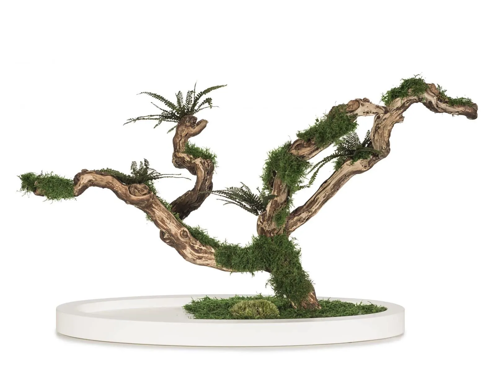 Picture Stablizowane drzewko Bonsai - oryginalna dekoracja
