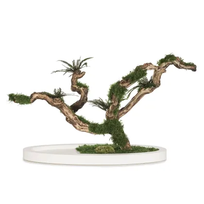 Zdjęcie Stablizowane drzewko Bonsai - oryginalna dekoracja