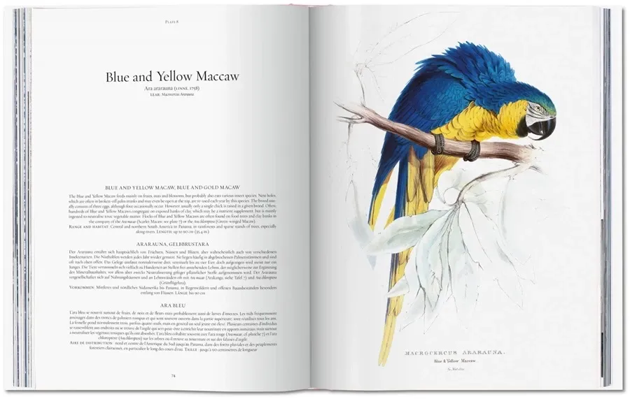 obrazek 5 Książka Edward Lear. Papugi - Taschen