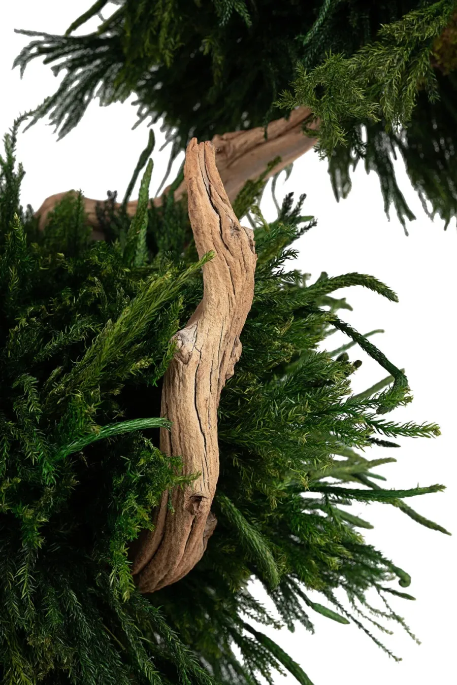 obrazek 3 Stabilizowane drzewko Bonsai Lycopodium