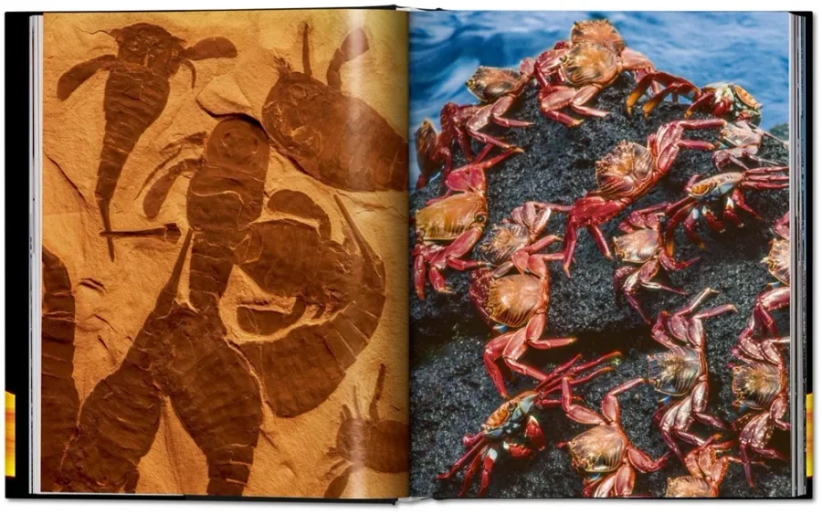 obrazek 6 Książka Frans Lanting. ŻYCIE - Taschen