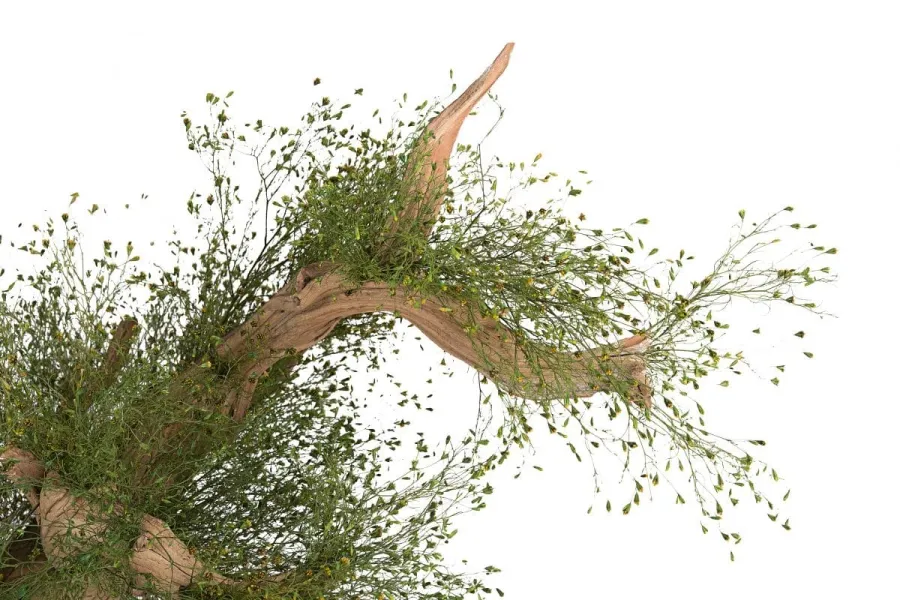 obrazek 4 Wyjątkowa dekoracja - stabilizowane kalifornijskie drzewko Bonsai