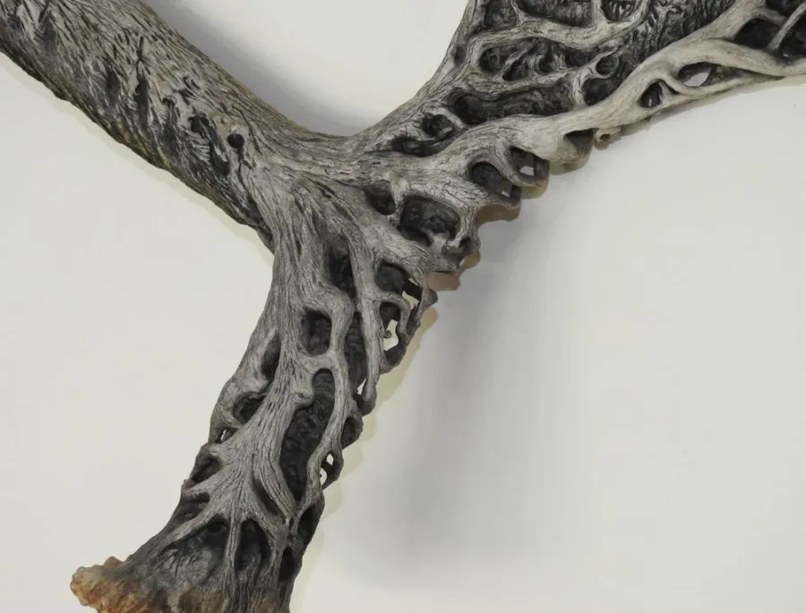 obrazek 3 Stylowa dekoracja do pomieszczeń myśliwskich - zdobiona łopata łosia