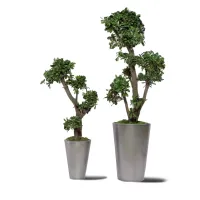 Zdjęcie Duże drzewko z ustabilizowanego pittosporum tobira