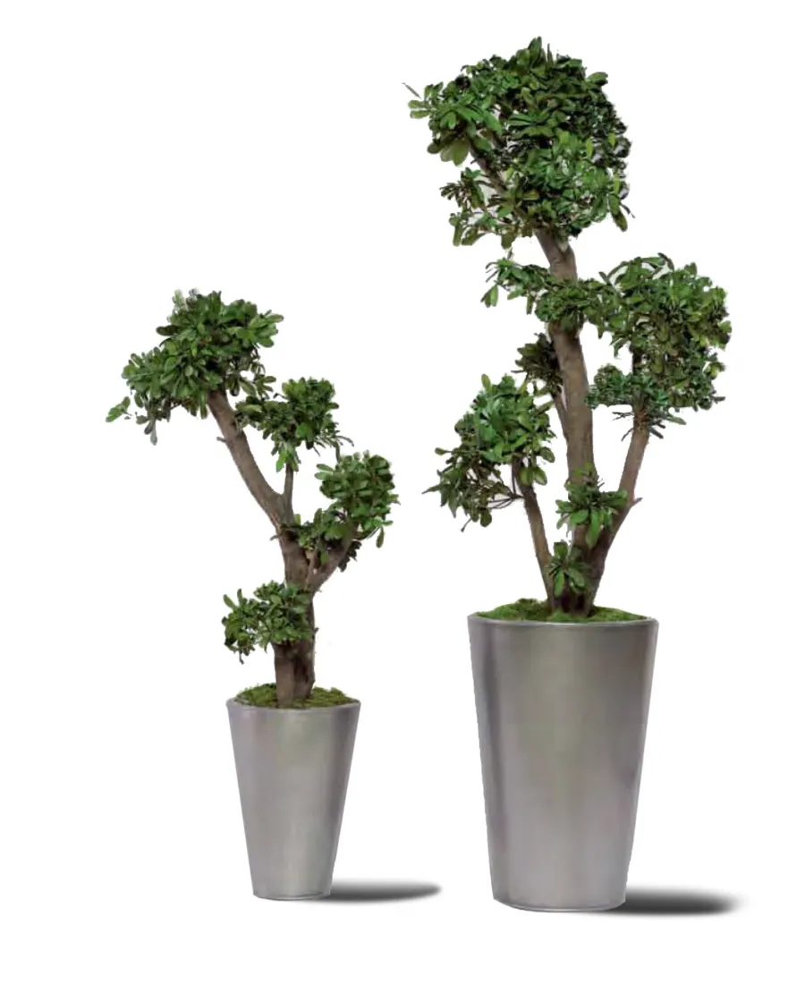 obrazek 1 Duże drzewko z ustabilizowanego pittosporum tobira