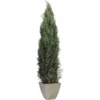 Picture Decorative stabilized Columnaris cypress