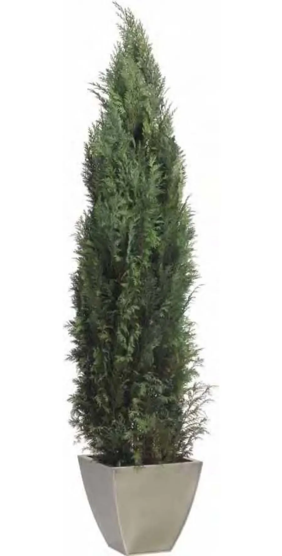 obrazek 1 Dekoracyjny stabilizowany cyprys Columnaris