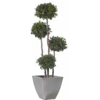 Picture A pittosporum tree formed into four balls - stabilized