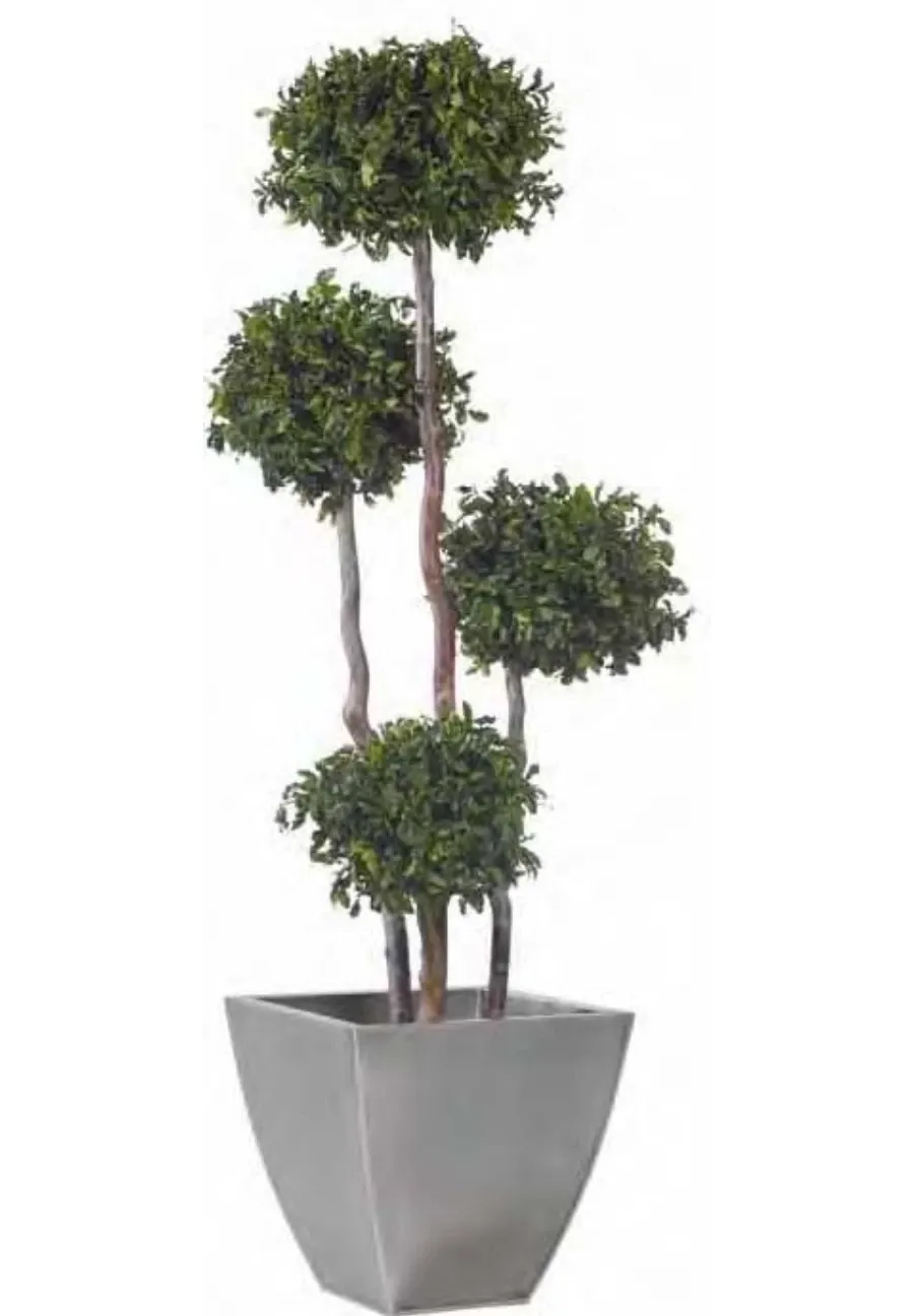 obrazek 1 Drzewko pittosporum formowane w cztery kule - stabilizowane