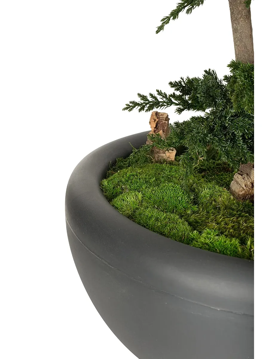 obrazek 8 Stylowe Bonsai z konserwowanego jałowca