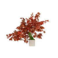 Picture Stabilized Japanese maple bonsai - stylish decoration