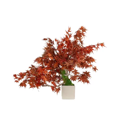 Zdjęcie Stabilizowane Bonsai z klonu japońskiego – stylowa dekoracja
