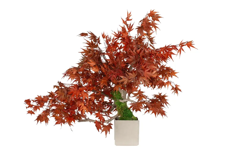 obrazek 1 Stabilizowane Bonsai z klonu japońskiego – stylowa dekoracja