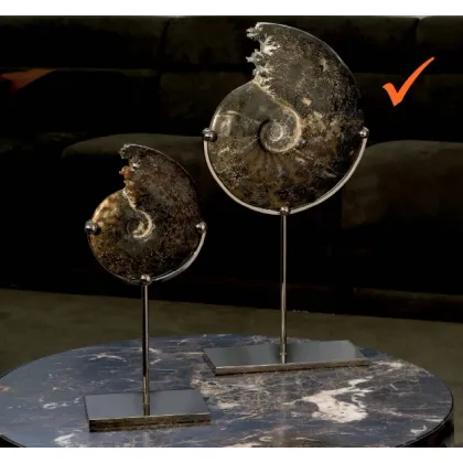 Picture A phenomenal decoration for the living room - ammonite on a nickel base