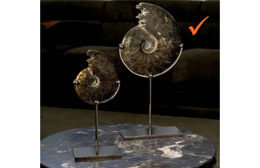 picture 1 A phenomenal decoration for the living room - ammonite on a nickel base