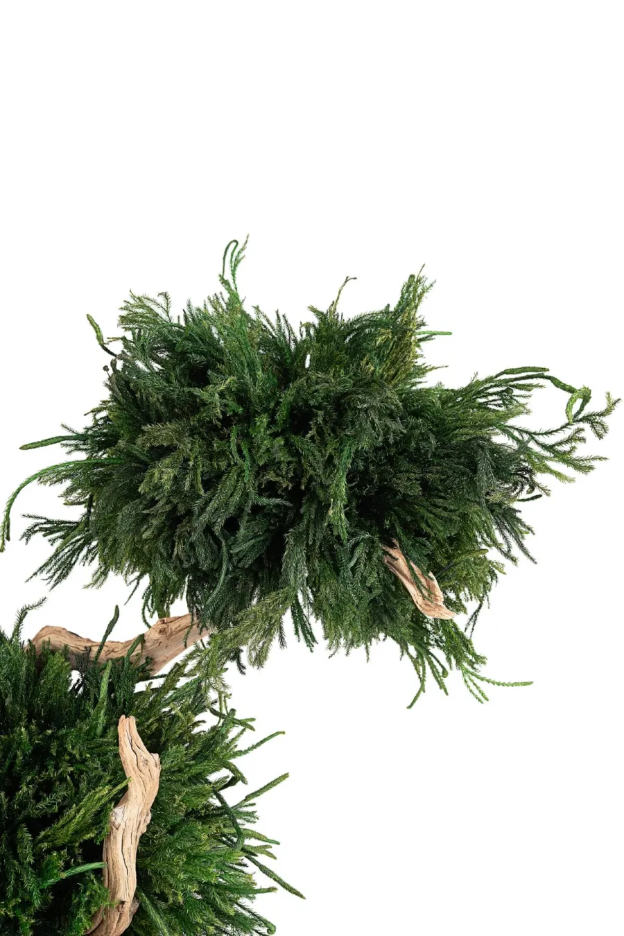 obrazek 2 Stabilizowane drzewko Bonsai Lycopodium