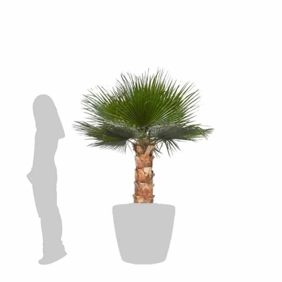obrazek 2 Dekoracja – ustabilizowana palma Washingtonia
