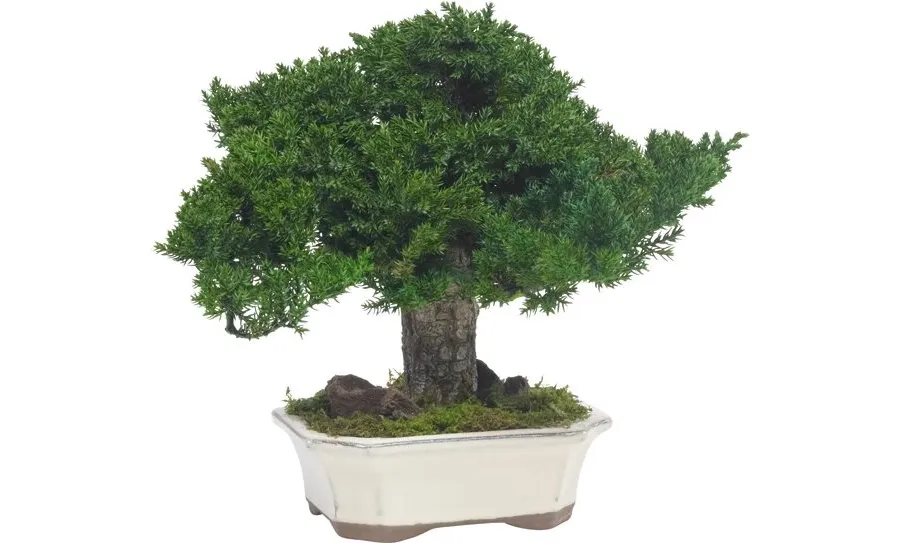 obrazek 4 Stylowe Bonsai z konserwowanego jałowca