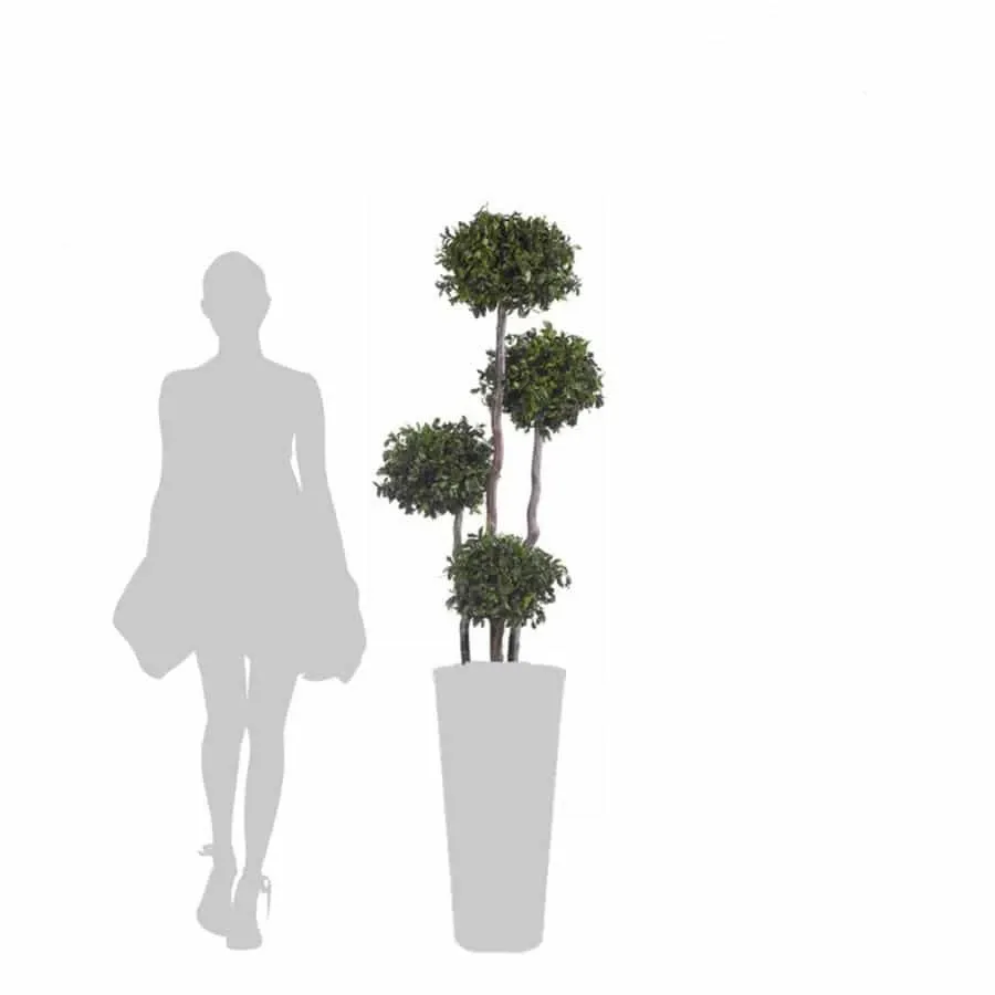 obrazek 2 Drzewko pittosporum formowane w cztery kule - stabilizowane