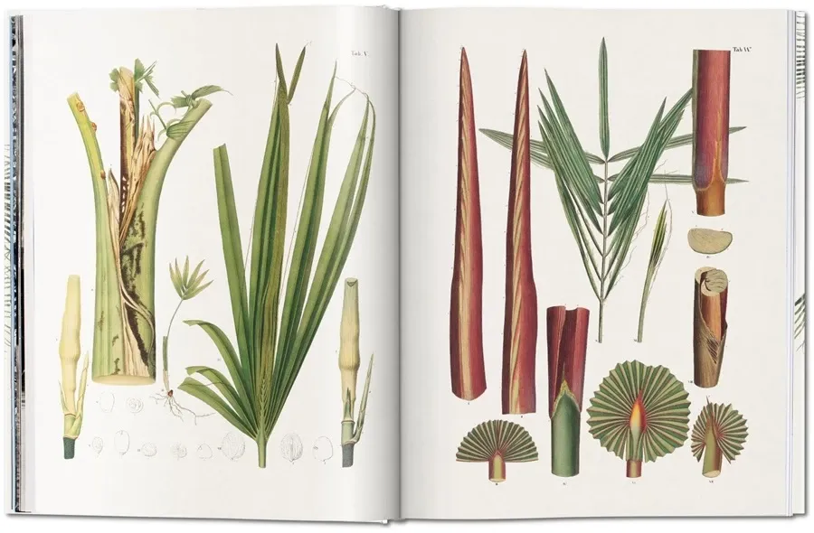 obrazek 4 Książka von Martius. Księga Palm - Taschen