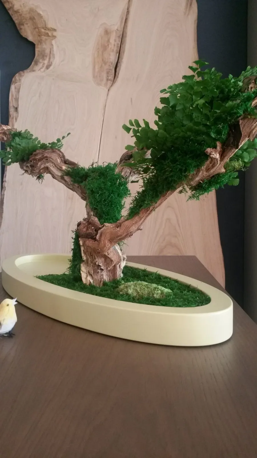 obrazek 2 Stabilizowane Bonsai z miłorzębu paprociowego