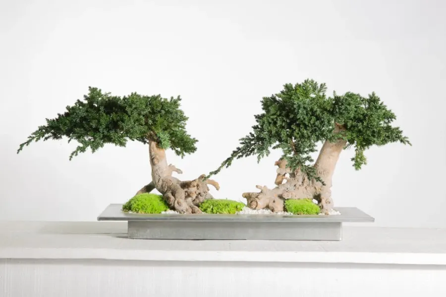 obrazek 2 Dekoracja – stabilizowane drzewko Bonsai z jałowca alpejskiego