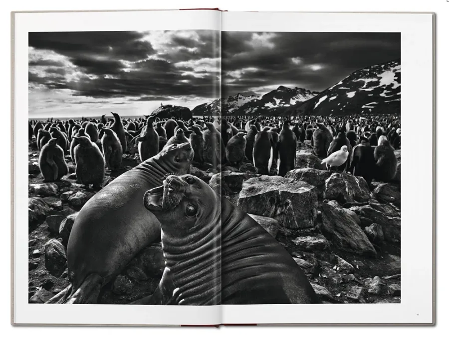 obrazek 6 Książka Sebastião Salgado. GENESIS - Taschen