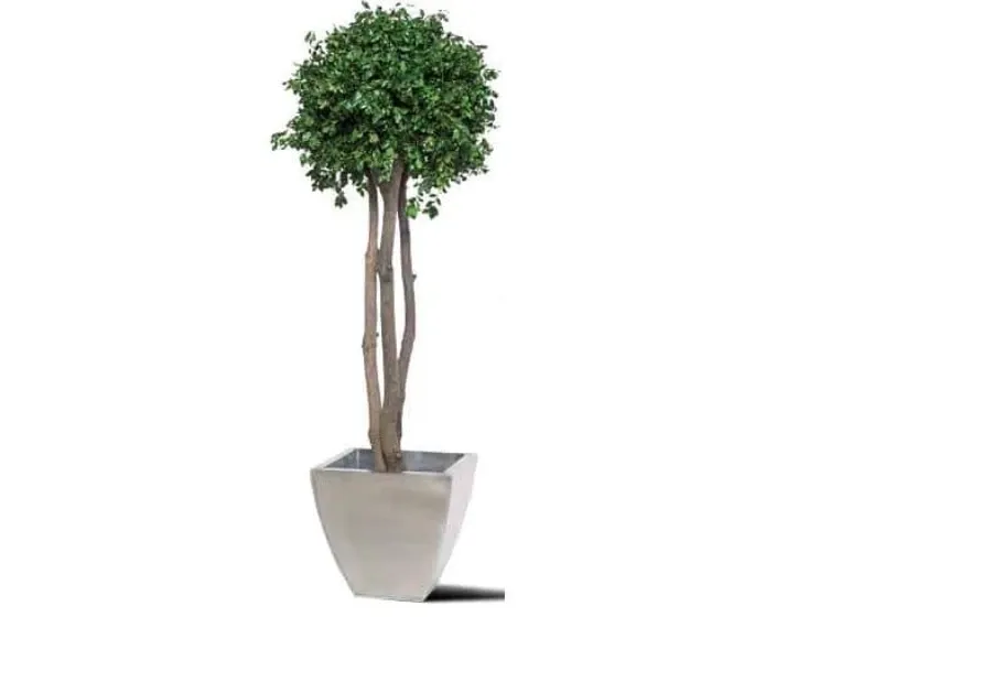 obrazek 2 Ustabilizowane drzewko Pittosporum tenuifolium