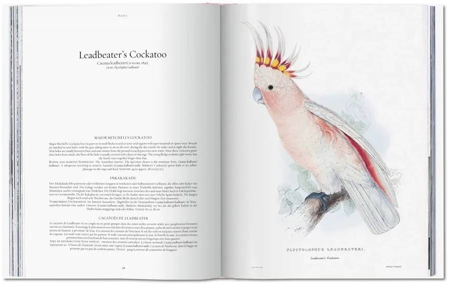 obrazek 7 Książka Edward Lear. Papugi - Taschen