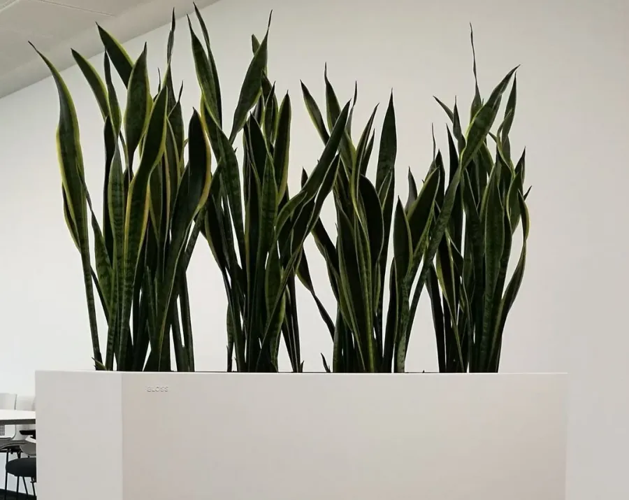 obrazek 2 Funkcjonalna donica Hydroponics w wielu rozmiarach i 3 kolorach do wyboru