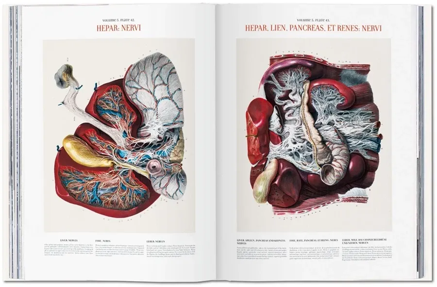 obrazek 7 Książka Bourgery. Atlas anatomii i chirurgii człowieka - Taschen
