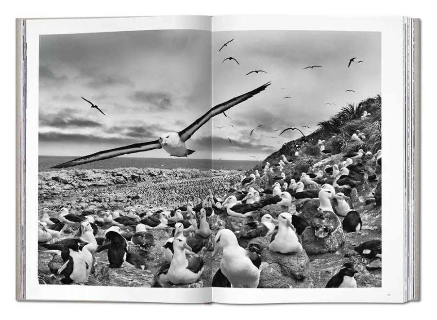 obrazek 8 Książka Sebastião Salgado. GENESIS - Taschen