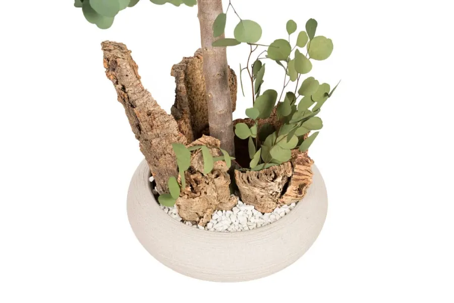 obrazek 3 Stabilizowane mini drzewo Eucalyptus Populus