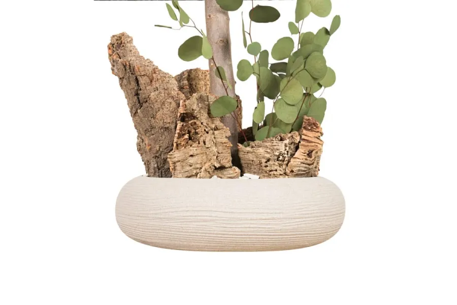 obrazek 4 Stabilizowane mini drzewo Eucalyptus Populus