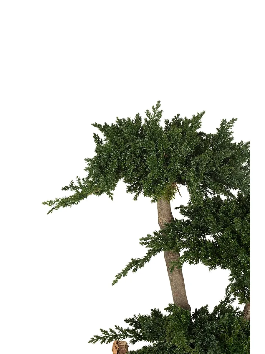 obrazek 6 Stylowe Bonsai z konserwowanego jałowca