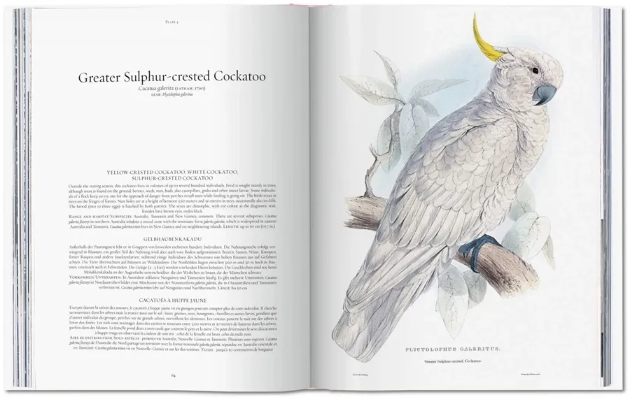 obrazek 4 Książka Edward Lear. Papugi - Taschen