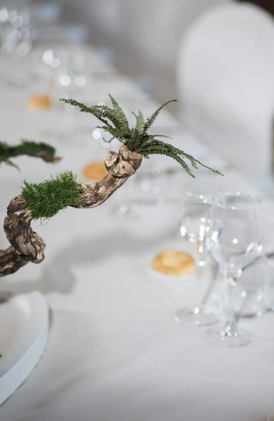 obrazek 3 Stablizowane drzewko Bonsai - oryginalna dekoracja