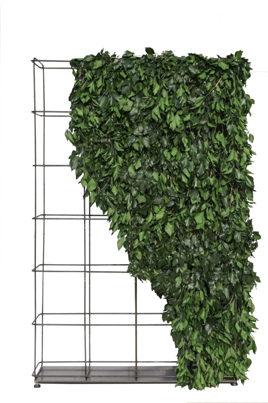 obrazek 1 Dekoracyjna pionowa przegroda Climb z naturalnym stabilizowanym bluszczem