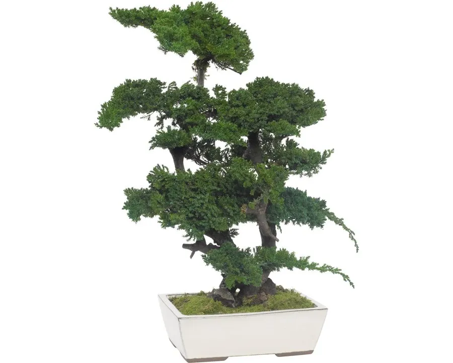 obrazek 2 Stylowe Bonsai z konserwowanego jałowca