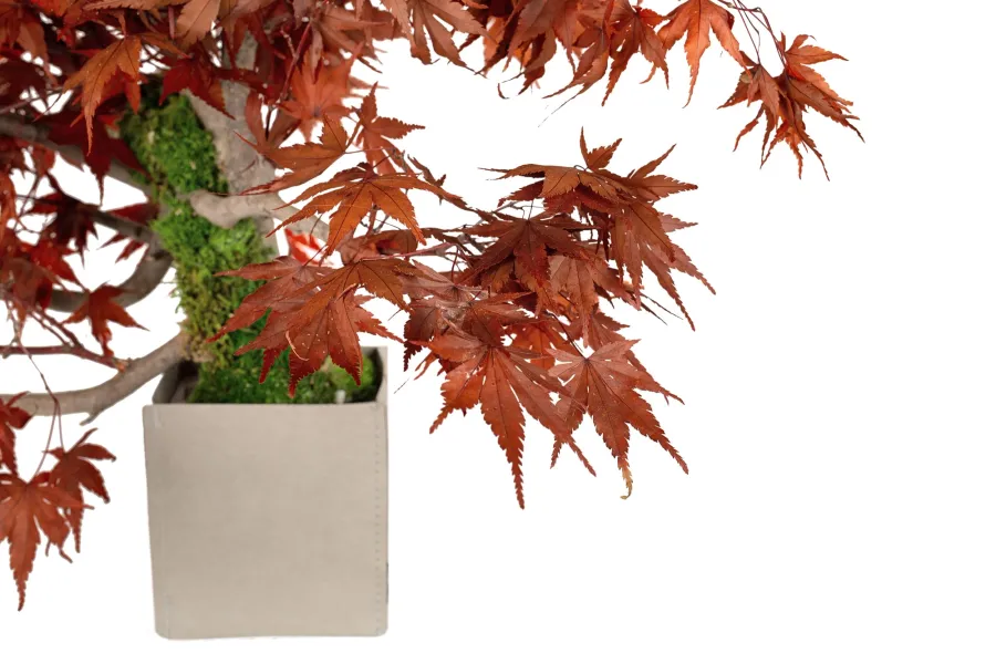 obrazek 3 Stabilizowane Bonsai z klonu japońskiego – stylowa dekoracja