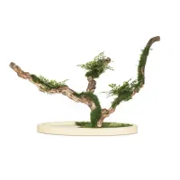 Zdjęcie Stabilizowane Bonsai z miłorzębu paprociowego