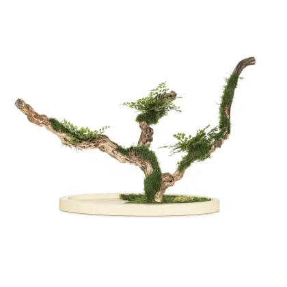 Zdjęcie Stabilizowane Bonsai z miłorzębu paprociowego