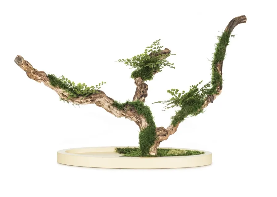 obrazek 1 Stabilizowane Bonsai z miłorzębu paprociowego
