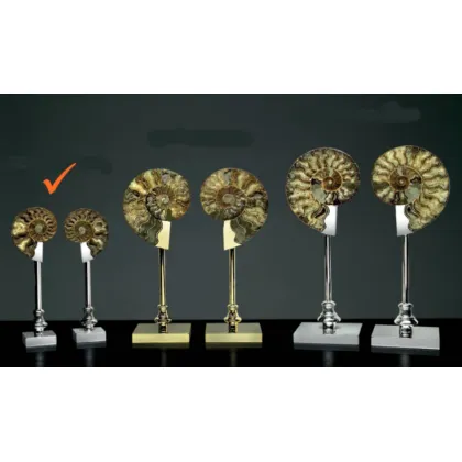 Picture A decorative pair of ammonites on a brass base for the living room