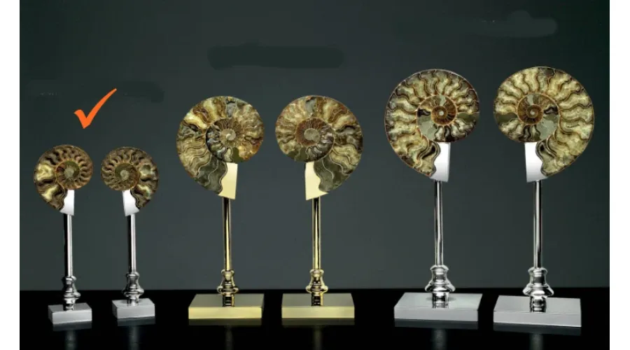 picture 1 A decorative pair of ammonites on a brass base for the living room